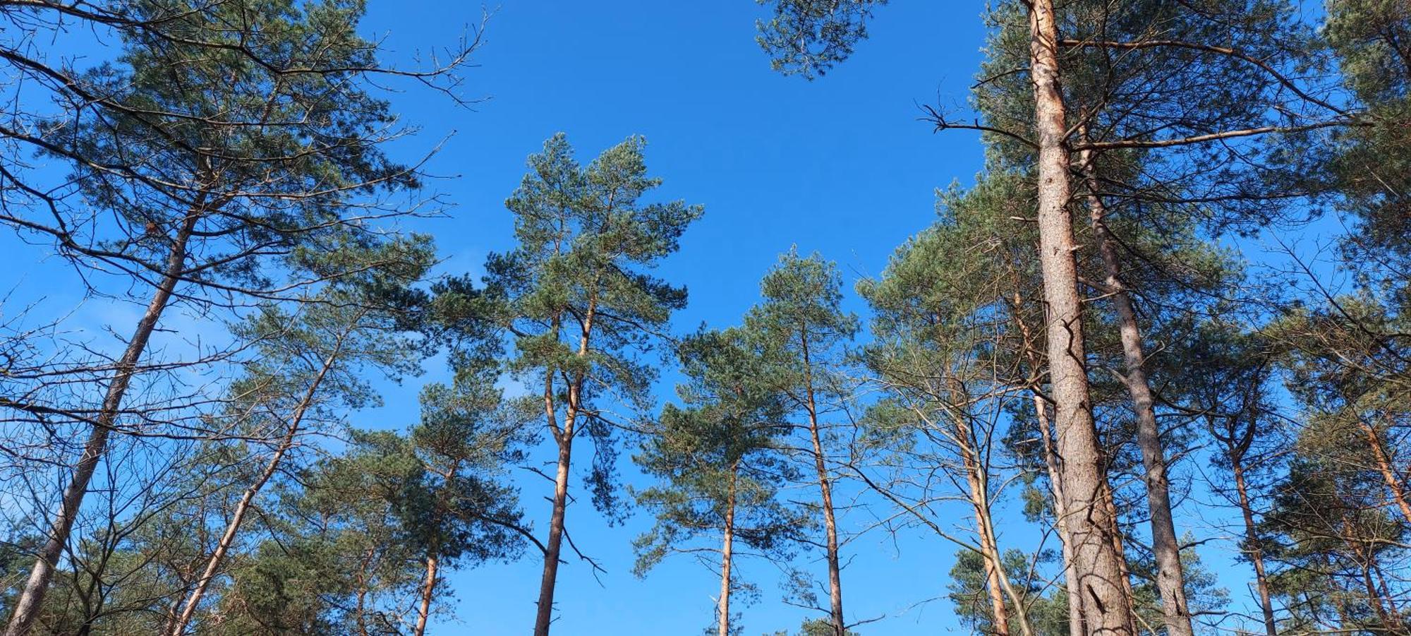 Вилла Chalet Wanama. Gelegen Op Het Vakantiepark Het Lierderholt Op De Veluwe. Бикберген Экстерьер фото